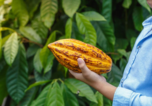 カカオ豆とは？　特徴や品種・チョコレートになるまでの手順などを詳しく解説